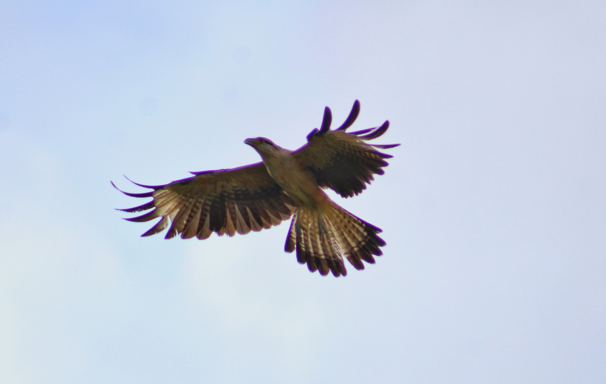 Yellow-headed Caracara - ML642838333