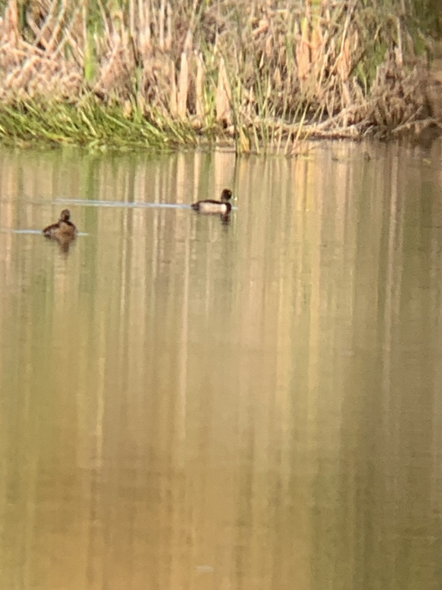 Ring-necked Duck - ML642838336