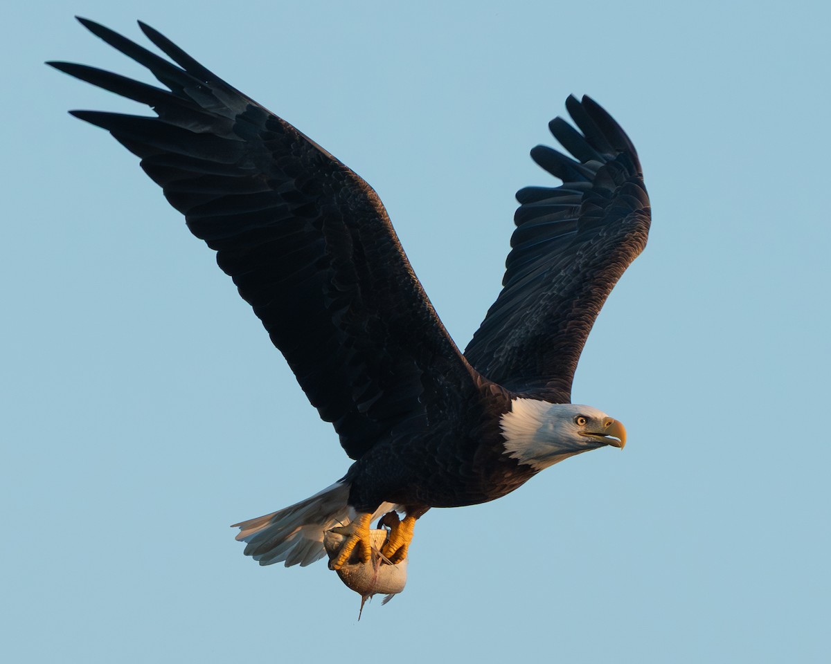 Bald Eagle - ML642838338