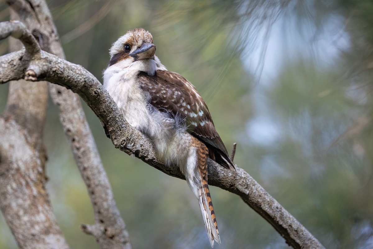 Laughing Kookaburra - ML642838344