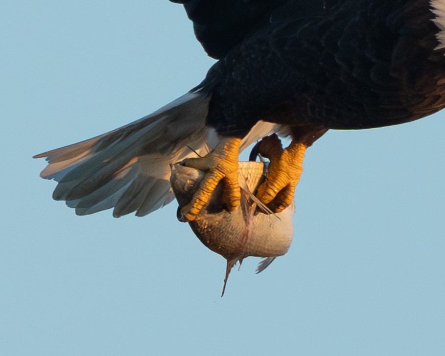 Bald Eagle - ML642838345