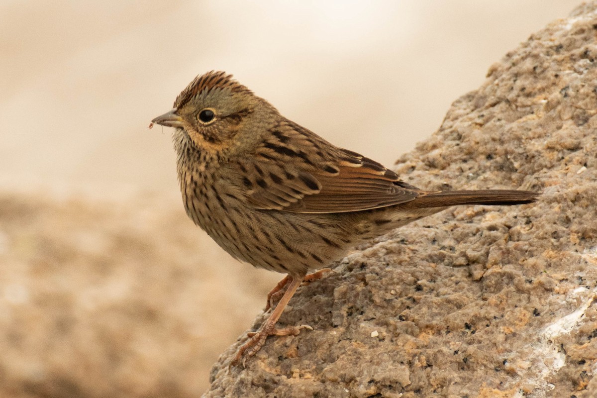 Lincoln's Sparrow - ML642838362