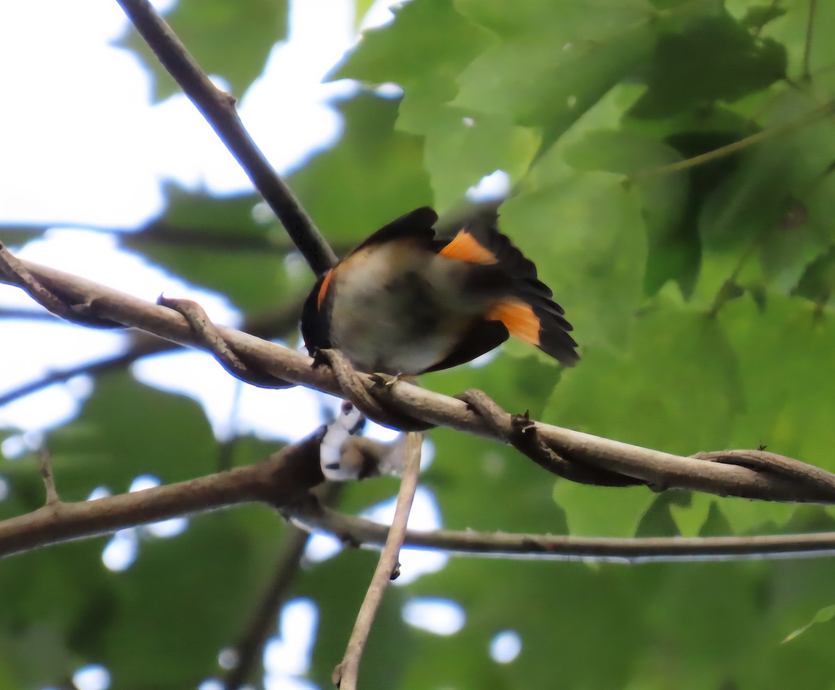 American Redstart - ML642838368