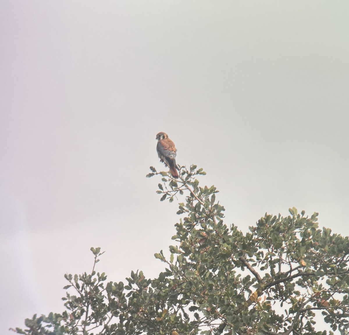 American Kestrel - ML642838376