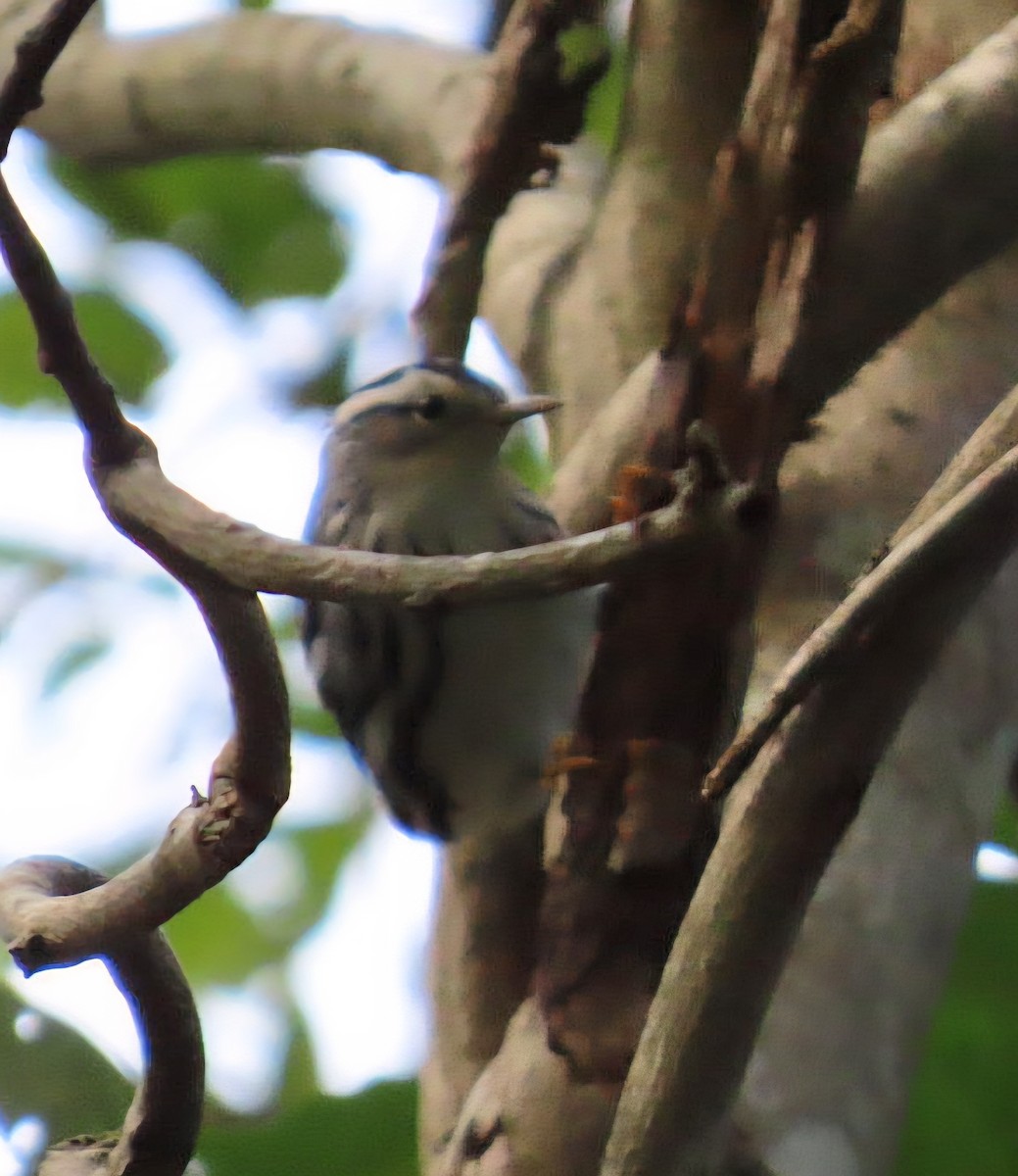 Black-and-white Warbler - ML642838384