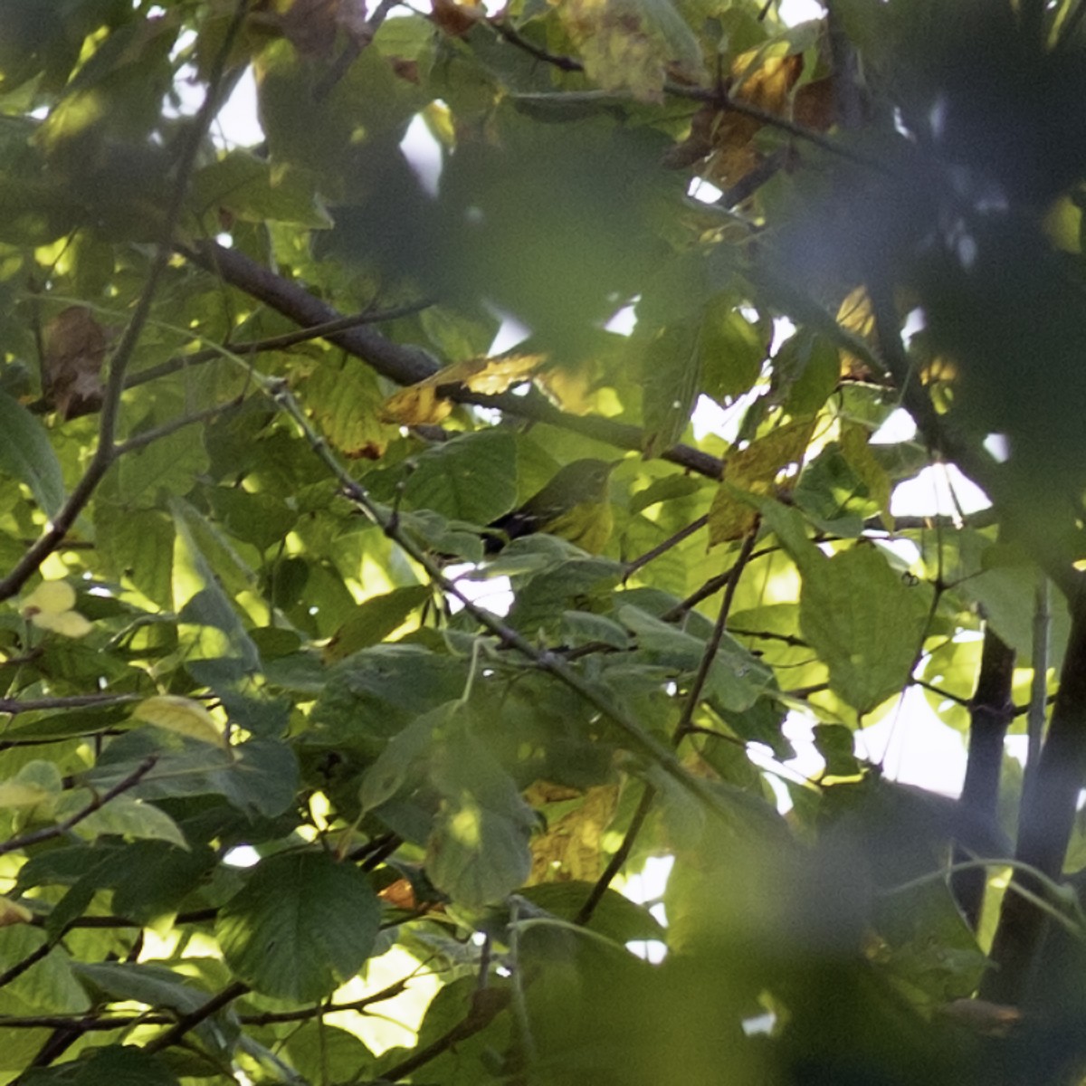 Magnolienwaldsänger - ML642838417