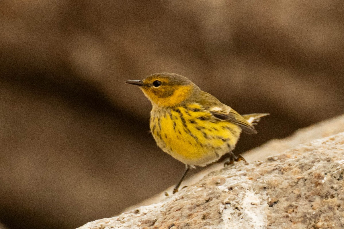 Cape May Warbler - ML642838418