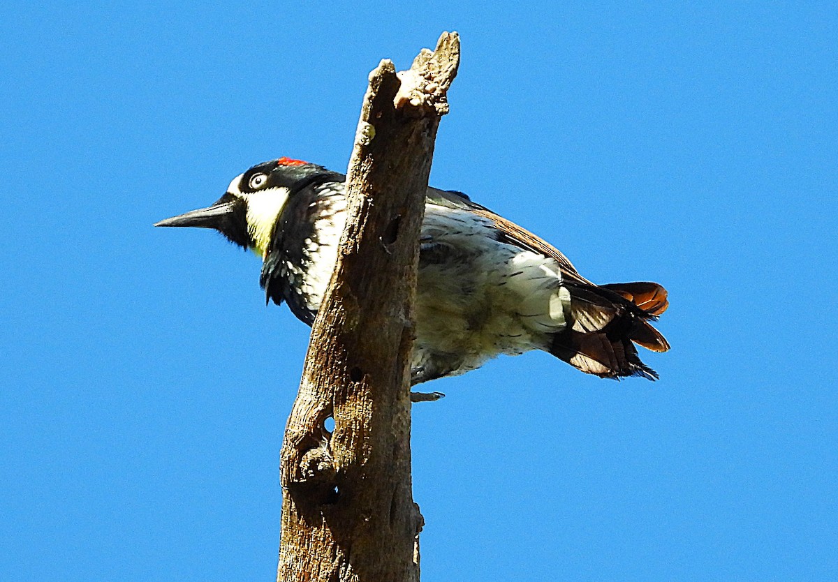 Acorn Woodpecker - ML642838421