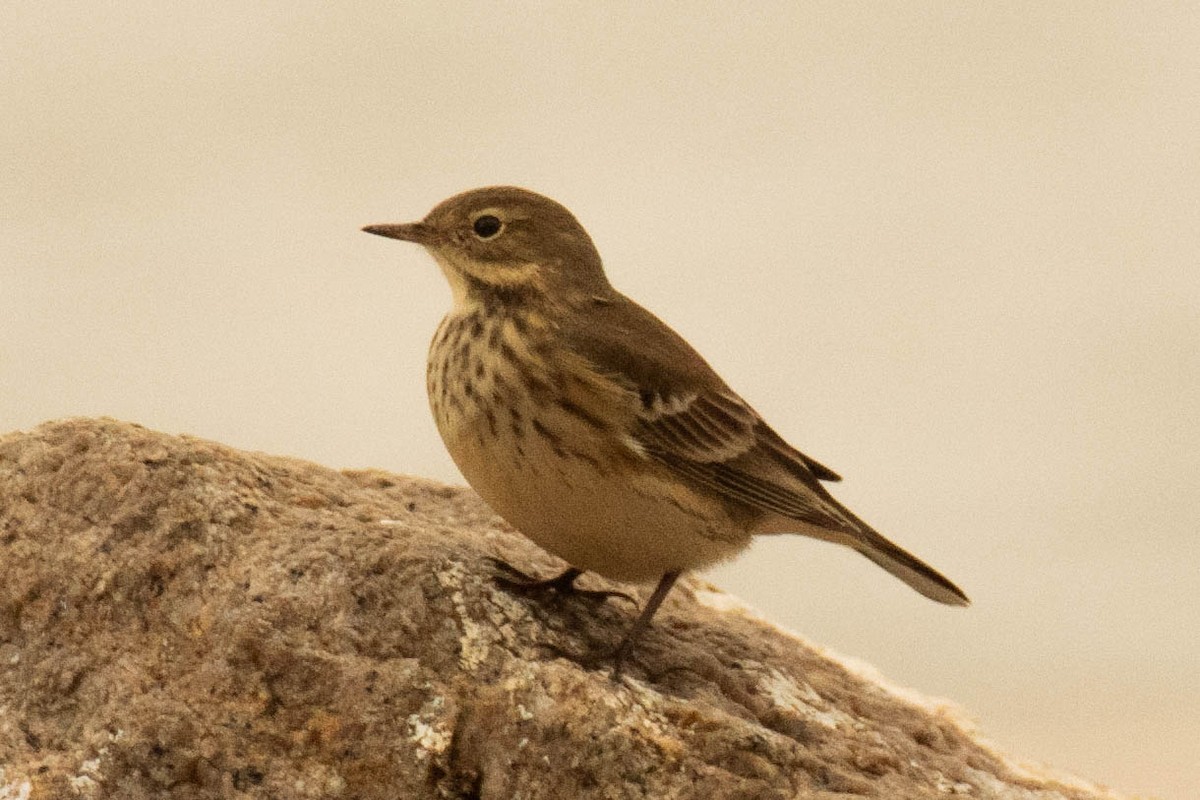 American Pipit - ML642838430
