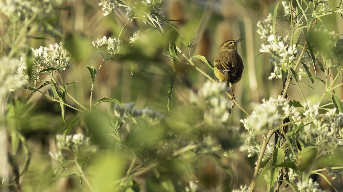 Paruline à couronne rousse - ML642838437