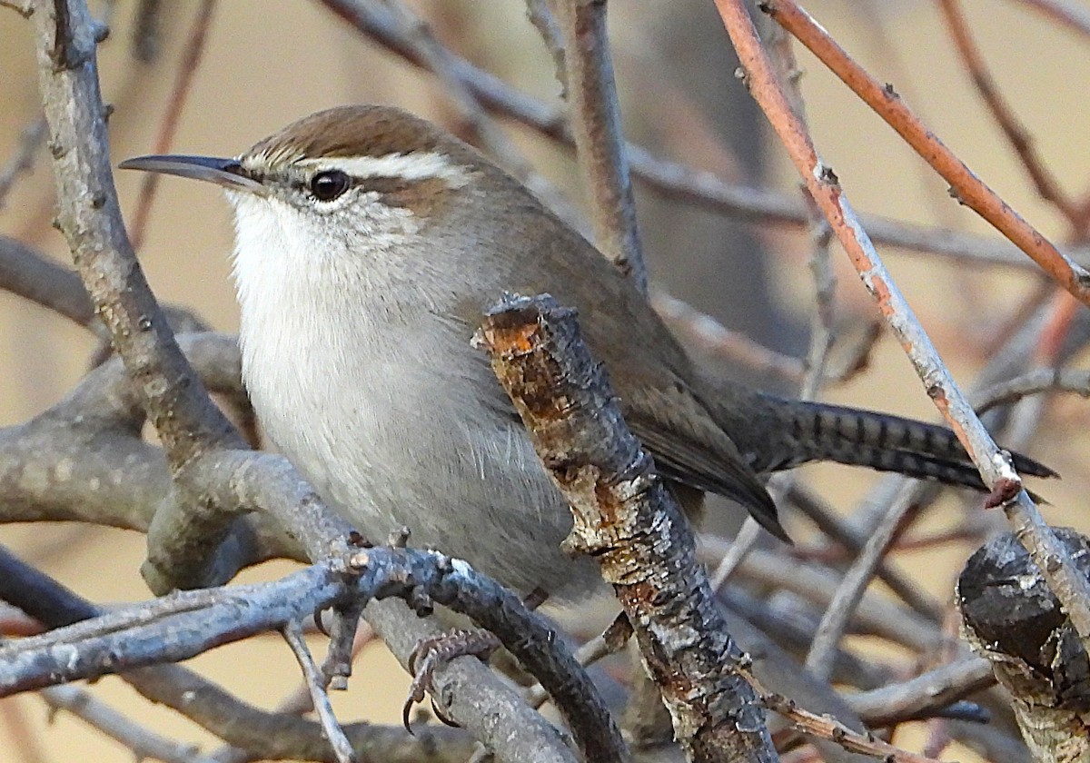 Bewick's Wren - ML642838439
