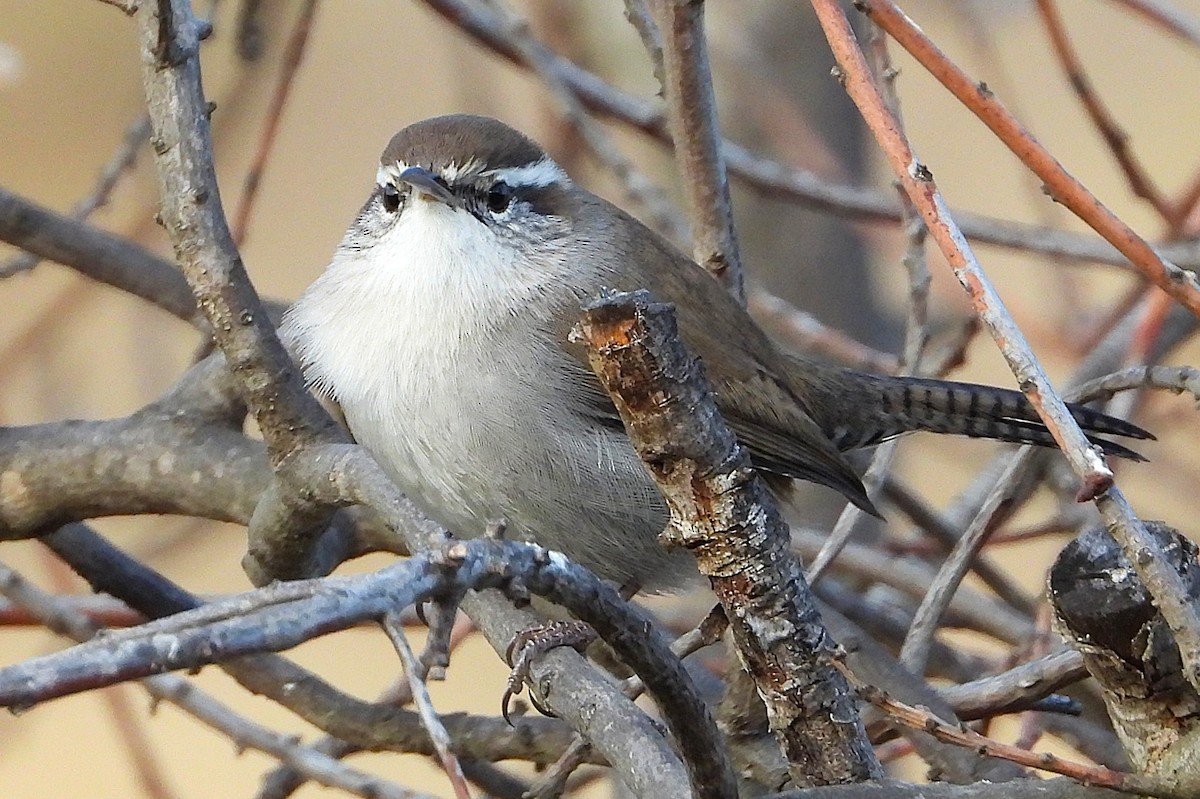 Bewick's Wren - ML642838440
