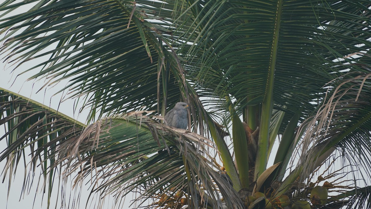 Gray Hawk - ML642838441