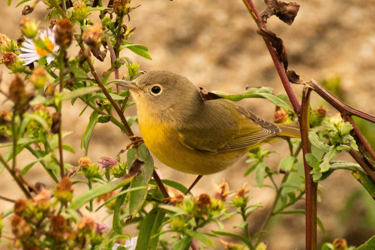 Nashville Warbler - ML642838443