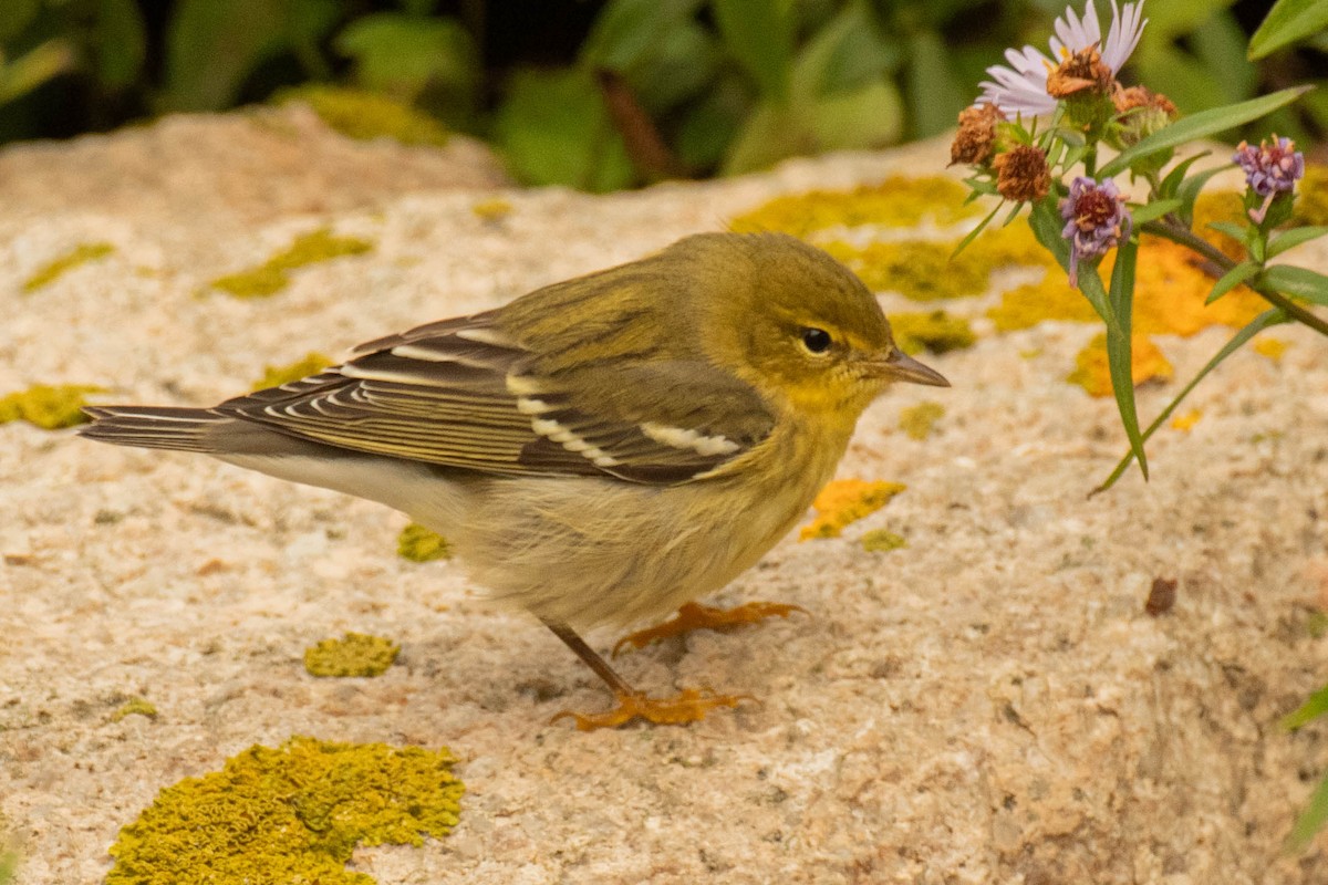 Blackpoll Warbler - ML642838447