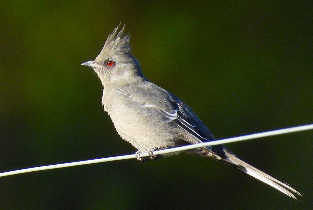 Phainopepla - ML642838448