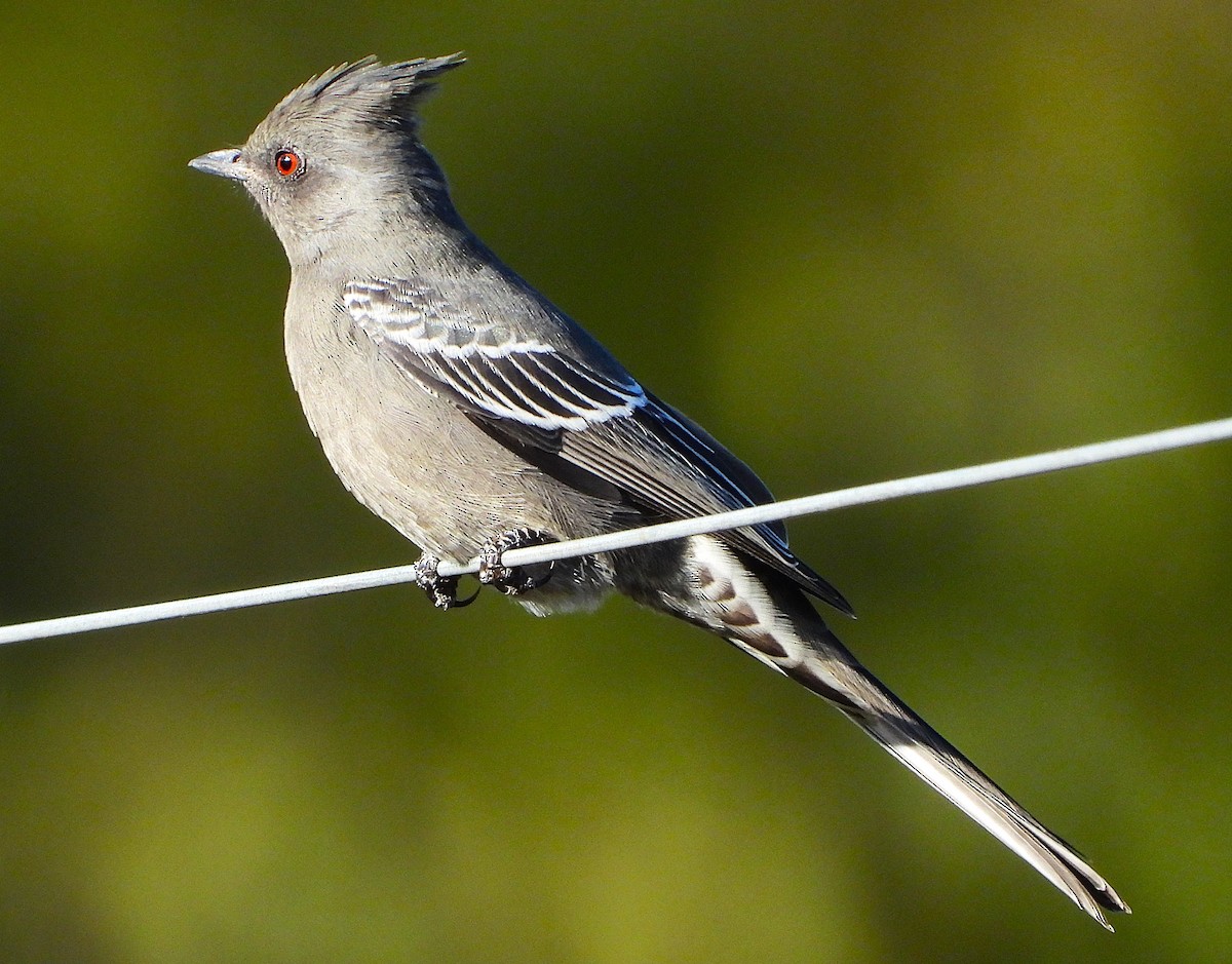Phainopepla - ML642838449