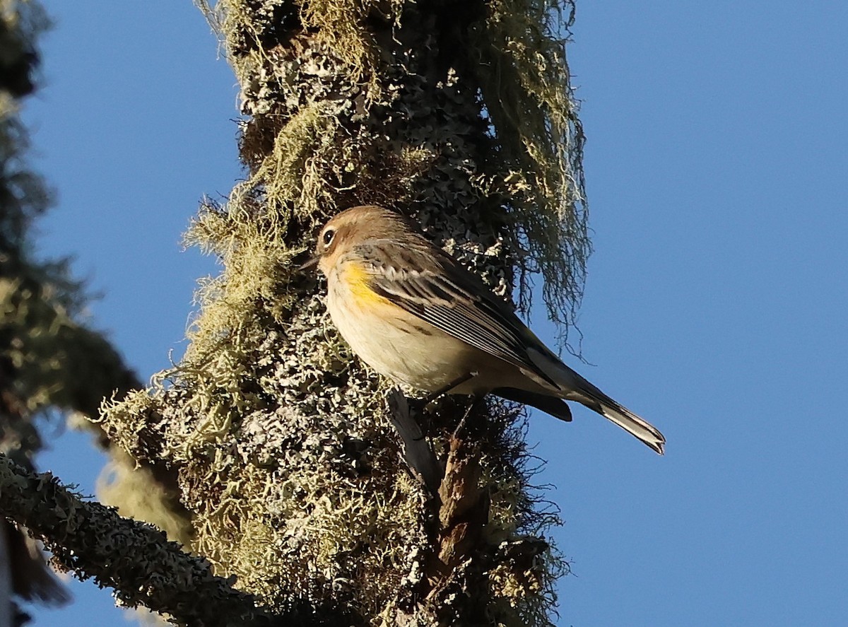 Yellow-rumped Warbler - ML642838451
