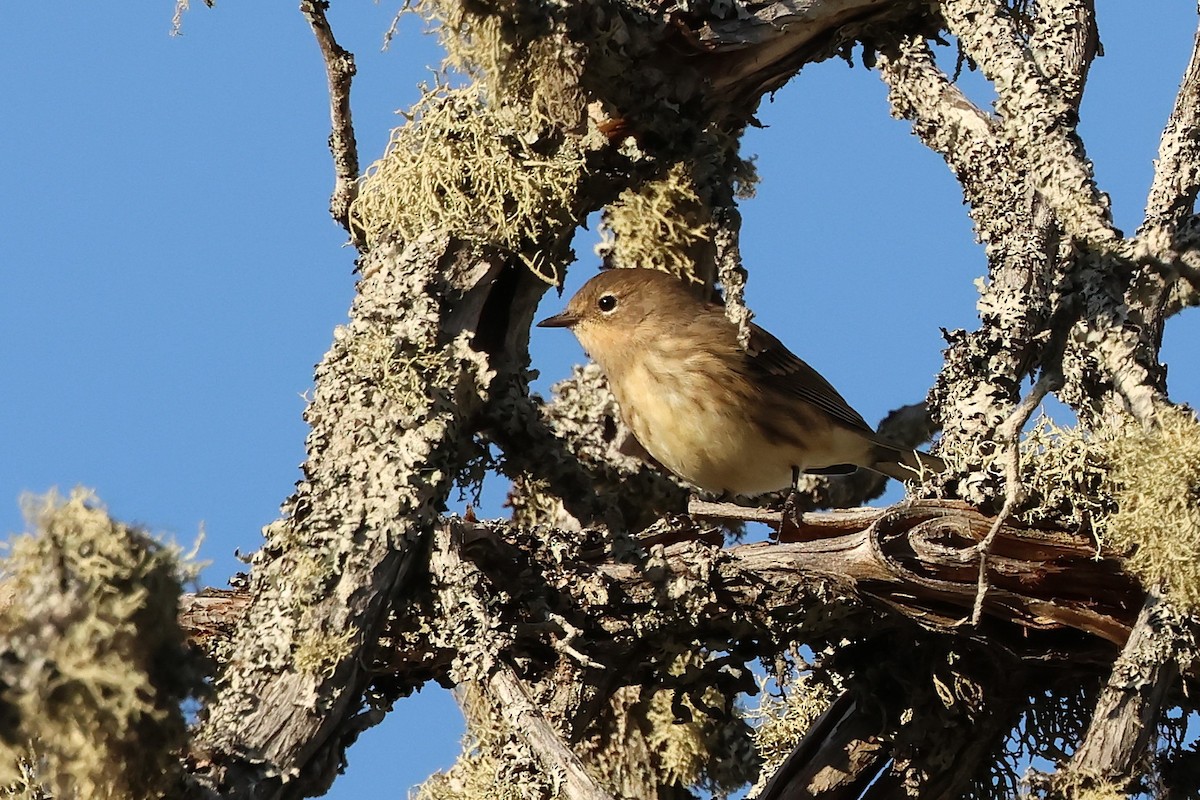 Yellow-rumped Warbler - ML642838452