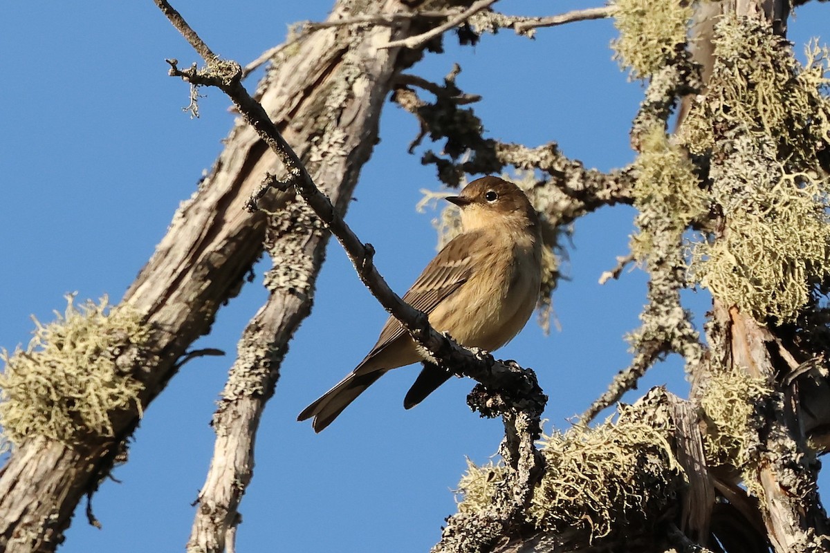 Yellow-rumped Warbler - ML642838454
