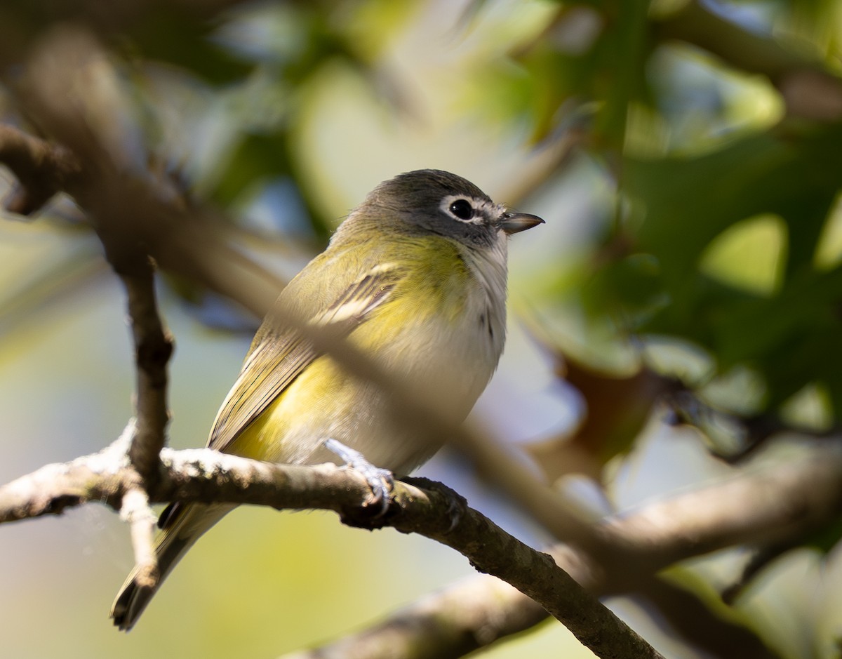 Blue-headed Vireo - ML642838455