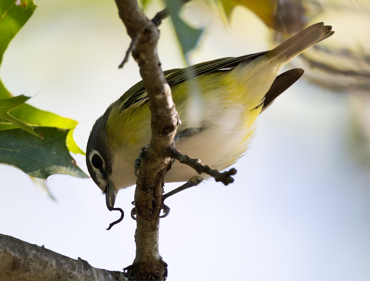 Blue-headed Vireo - ML642838456