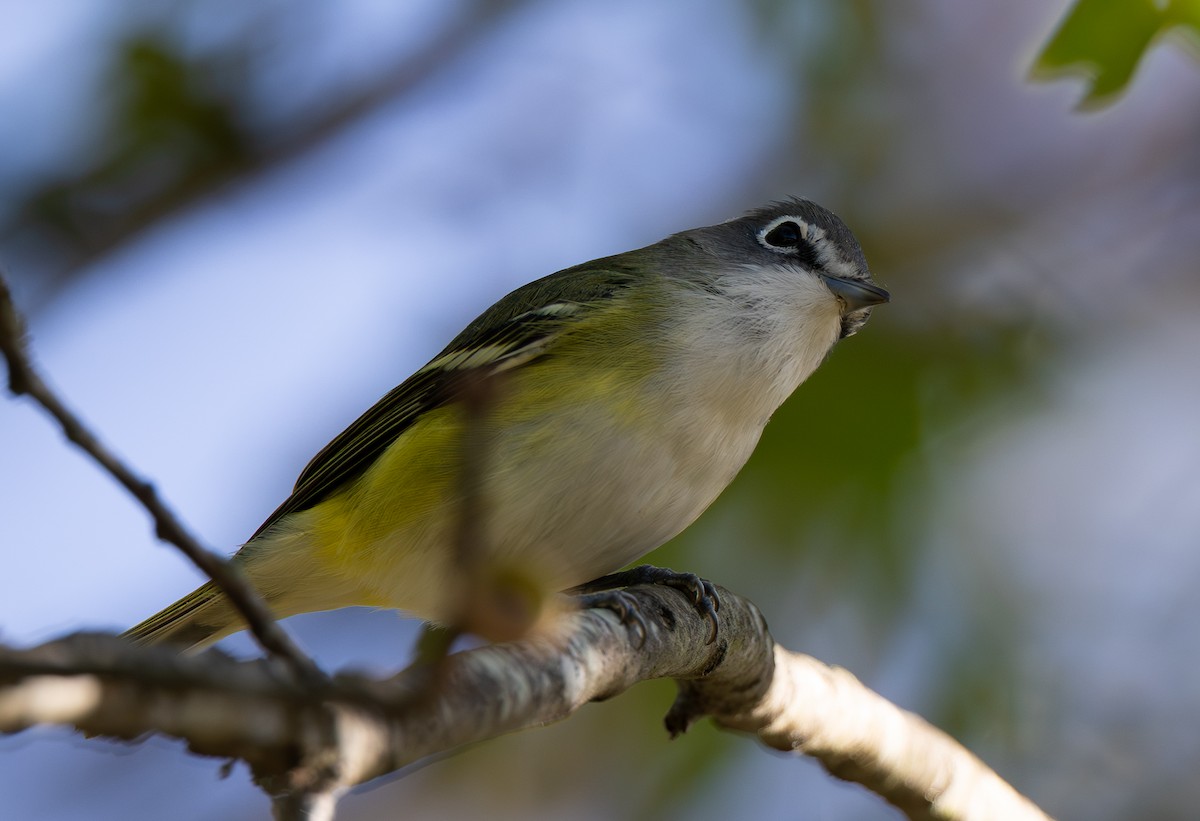 Blue-headed Vireo - ML642838458