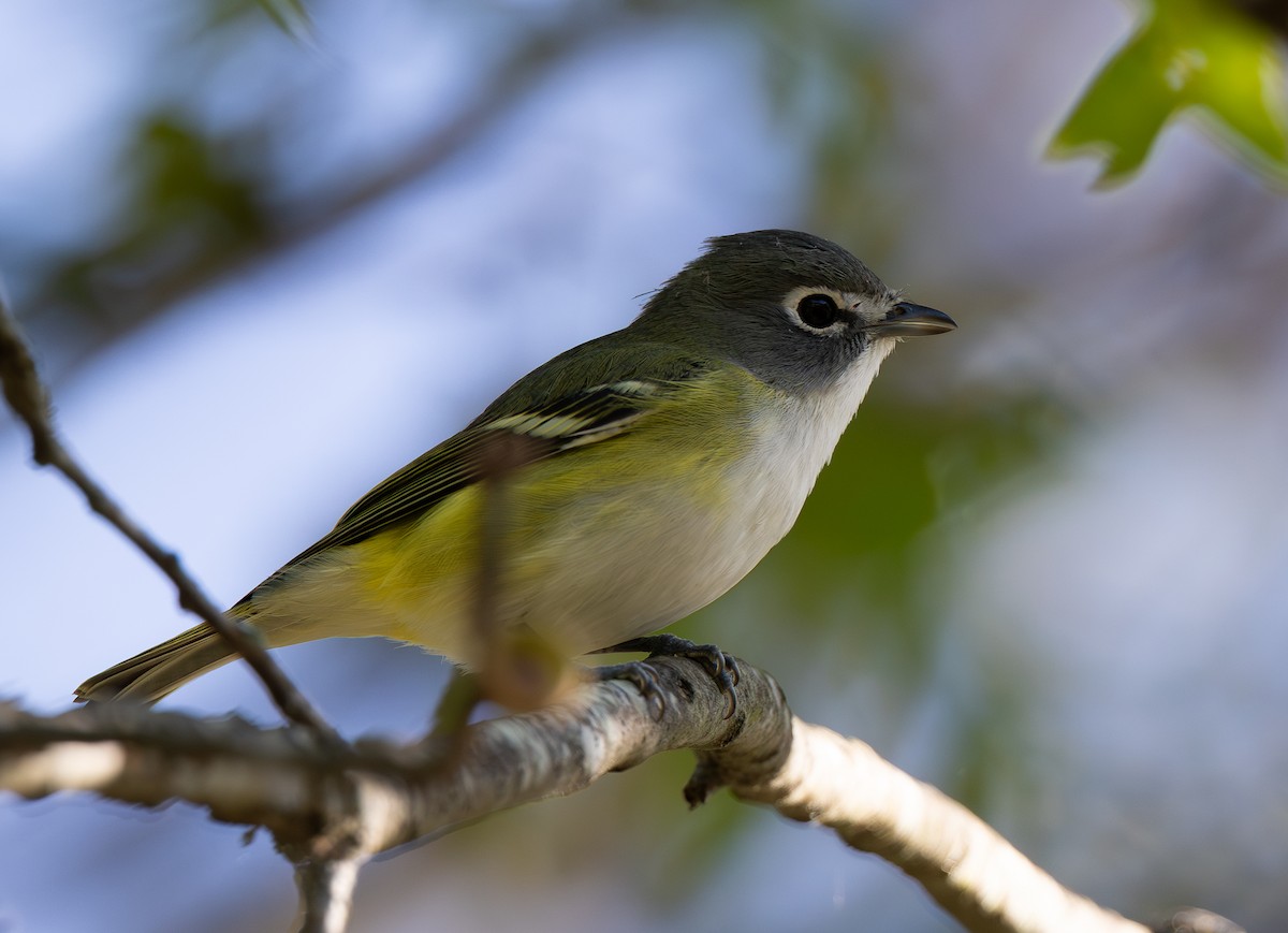 Blue-headed Vireo - ML642838459