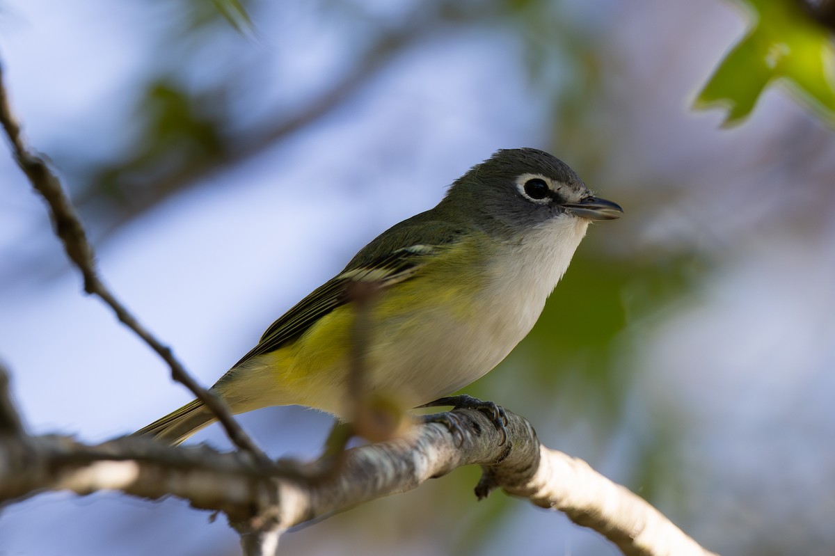 Blue-headed Vireo - ML642838460