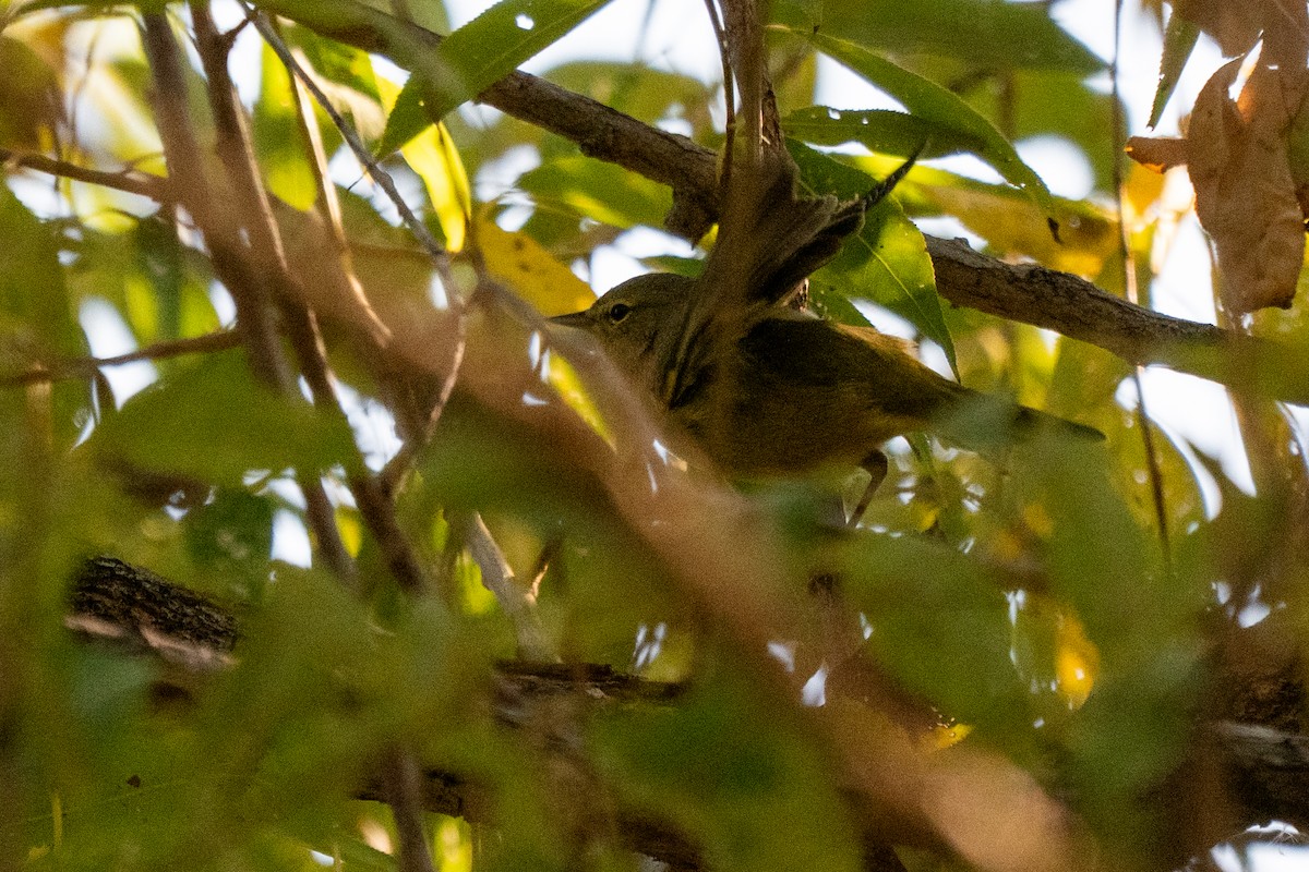 Orange-crowned Warbler - ML642838461