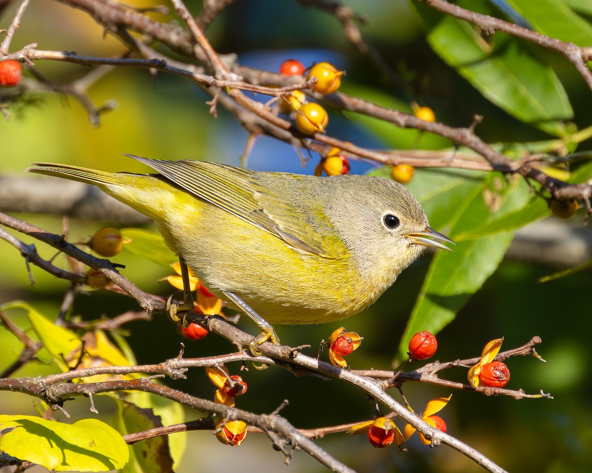 Nashville Warbler - ML642838462