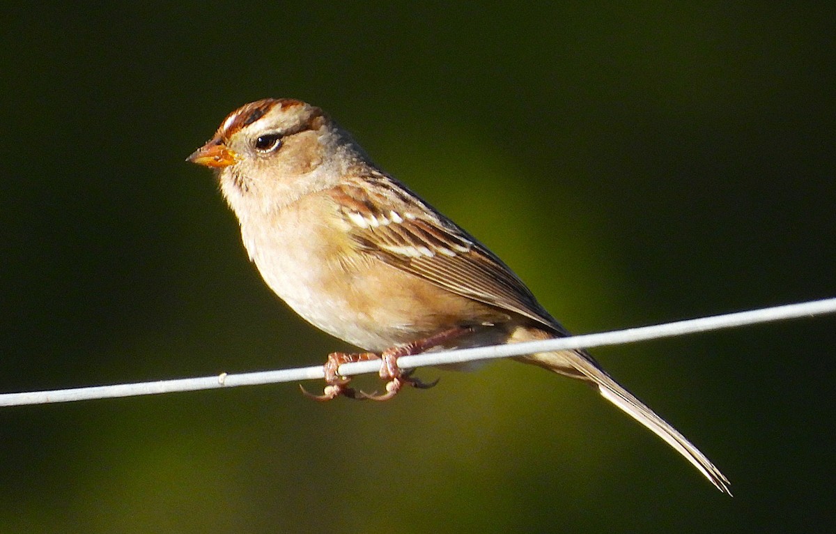 White-crowned Sparrow - ML642838463