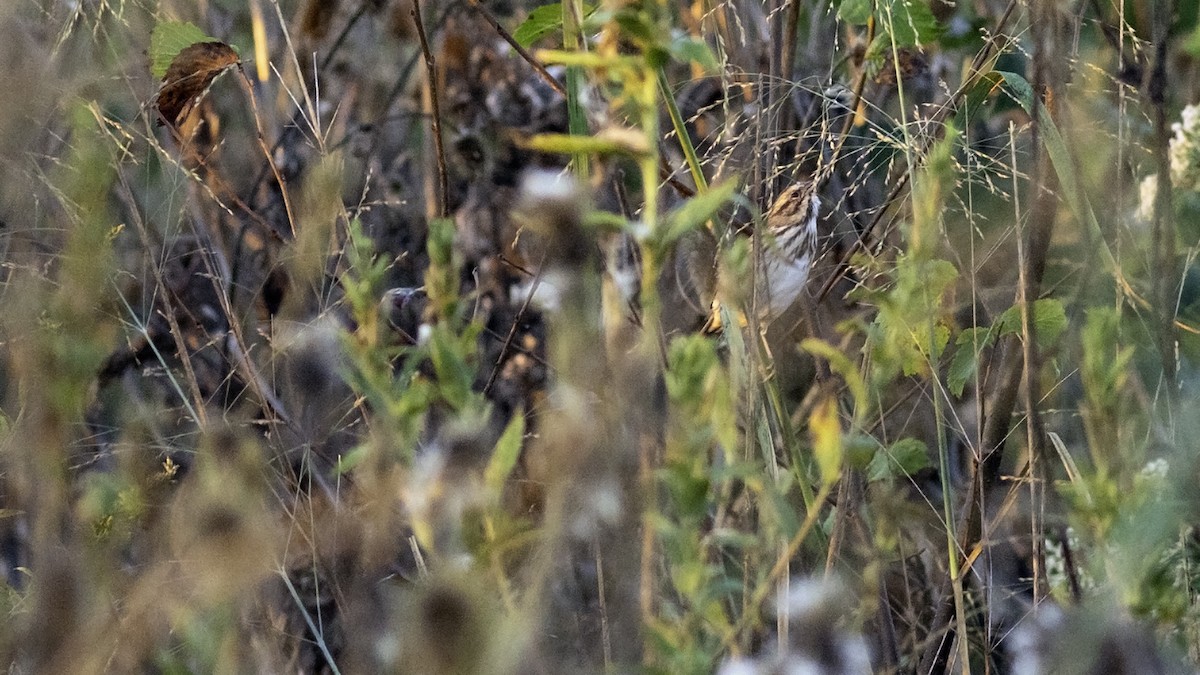 Song Sparrow - ML642838466