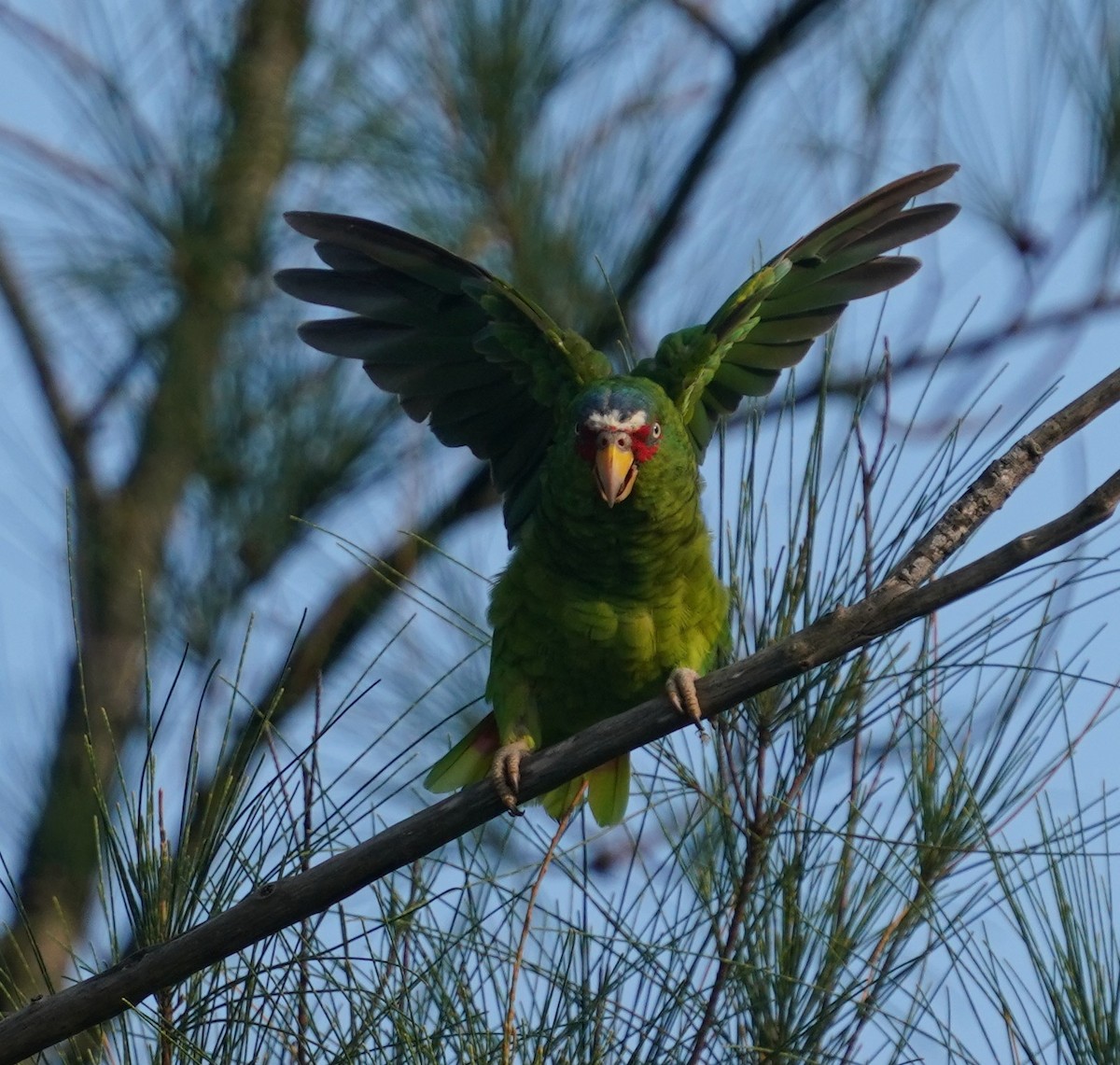 White-fronted Amazon - ML642838467