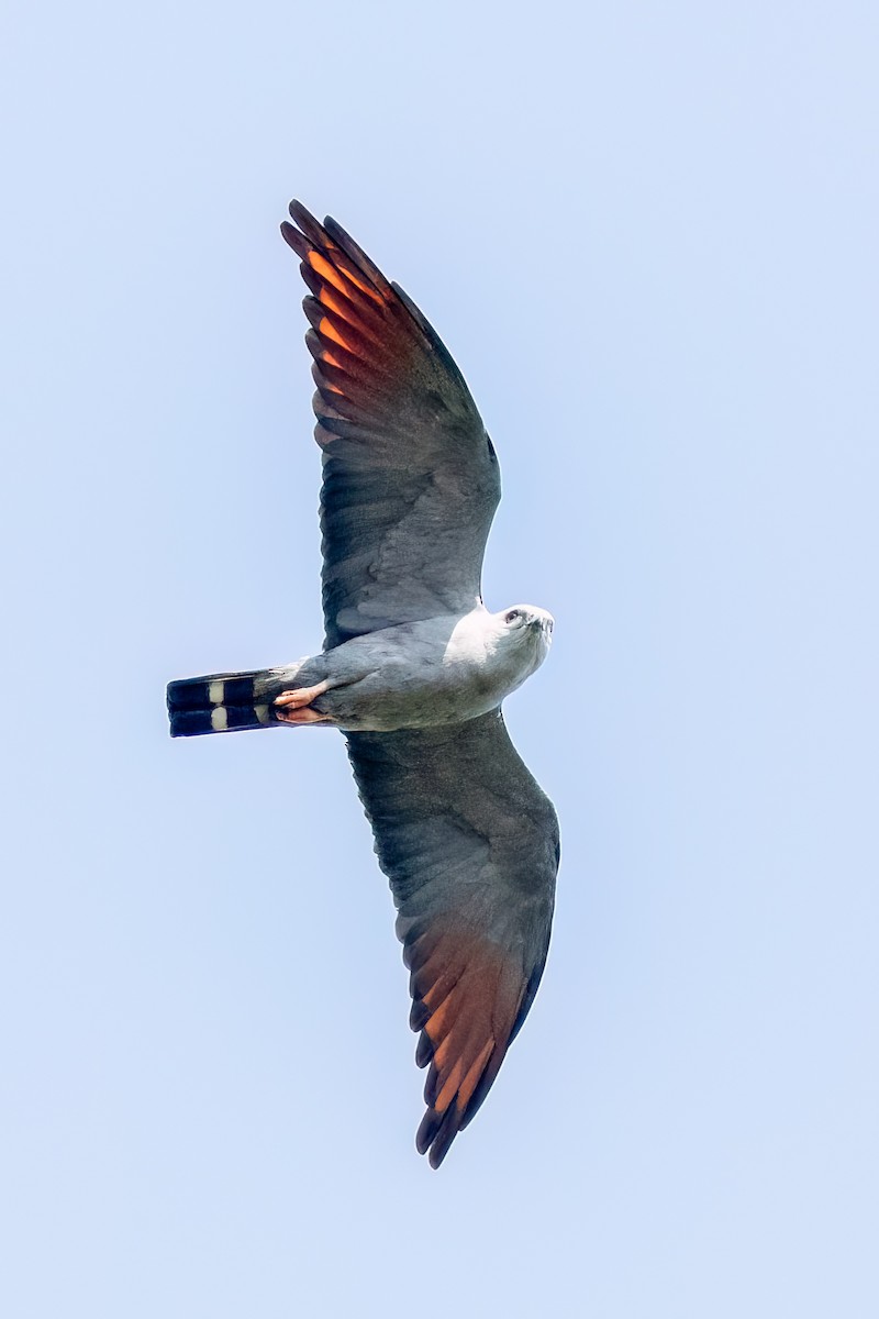 Plumbeous Kite - ML642838469