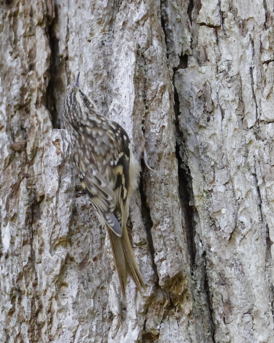 Brown Creeper - ML642838470