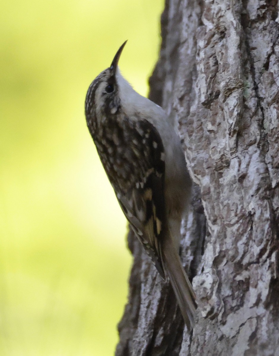 Brown Creeper - ML642838472