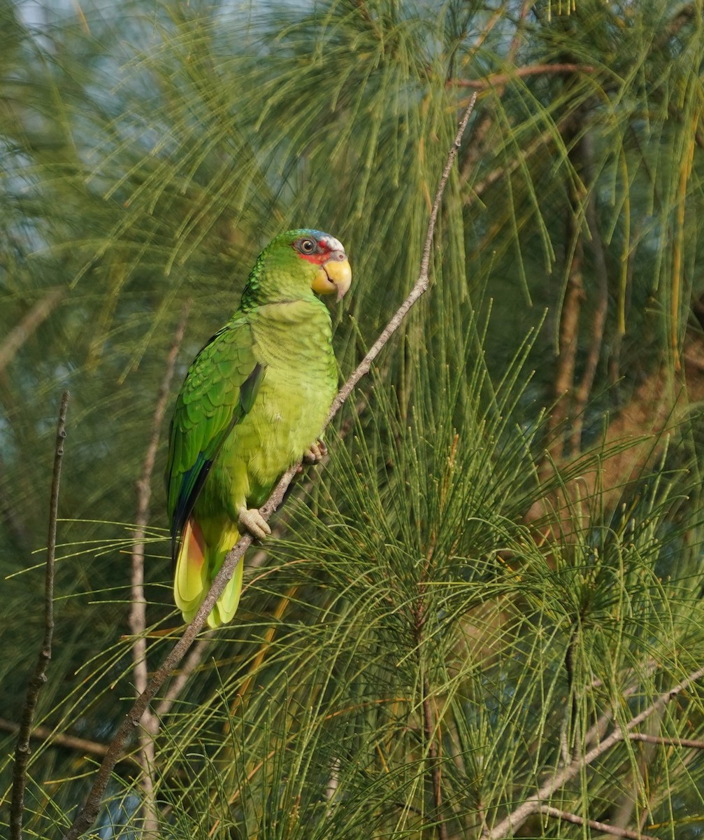 White-fronted Amazon - ML642838473