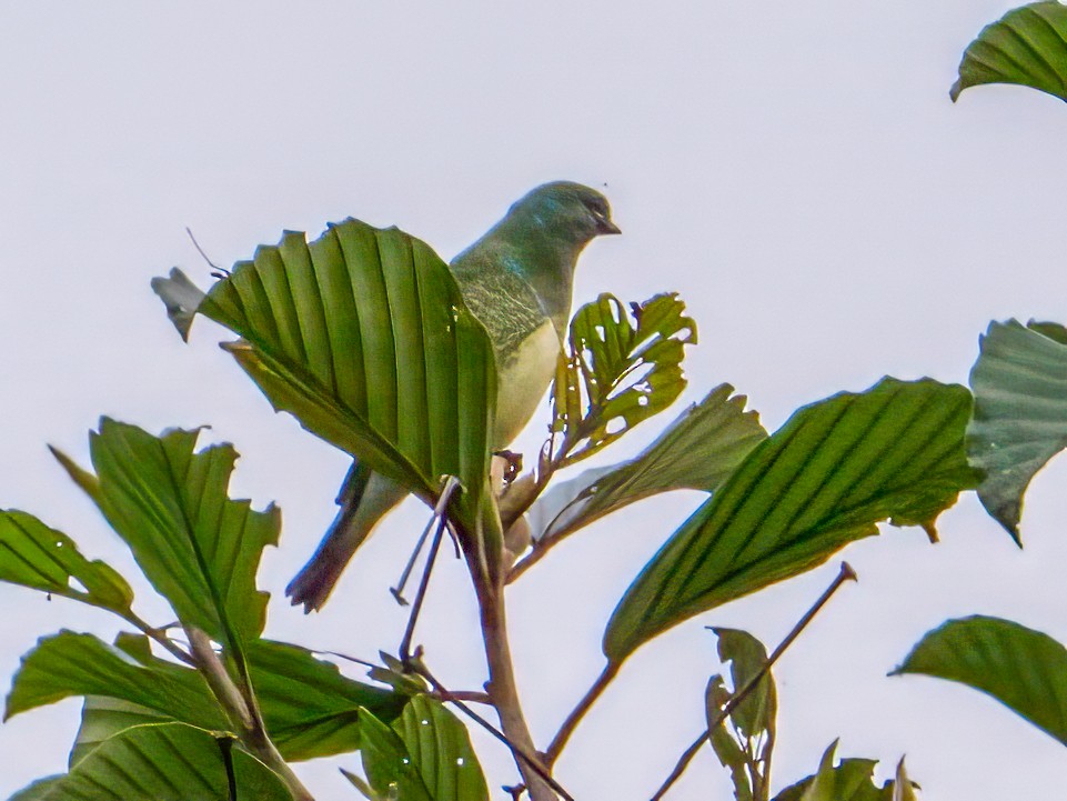 Swallow Tanager - ML642838475