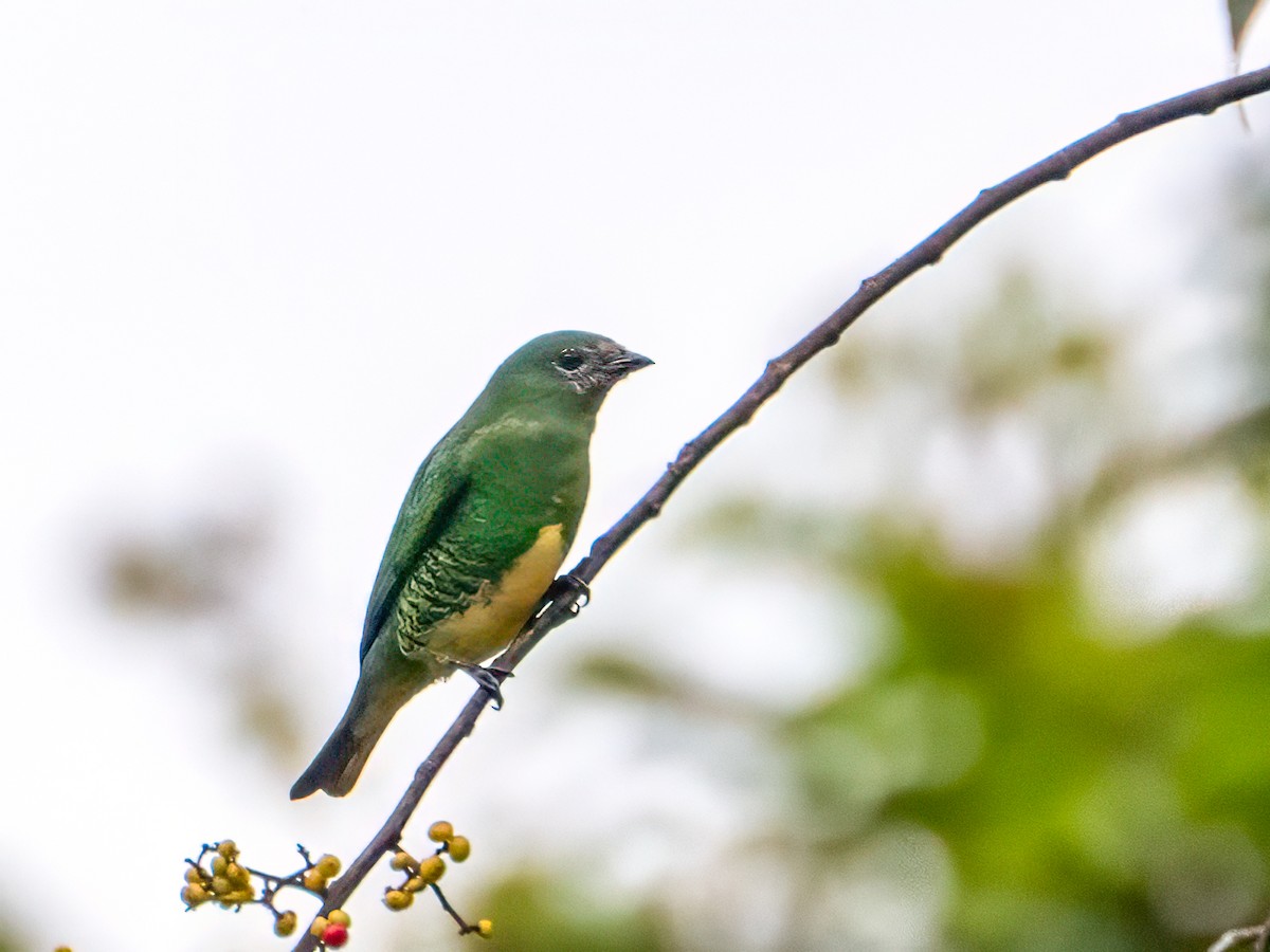 Swallow Tanager - ML642838476