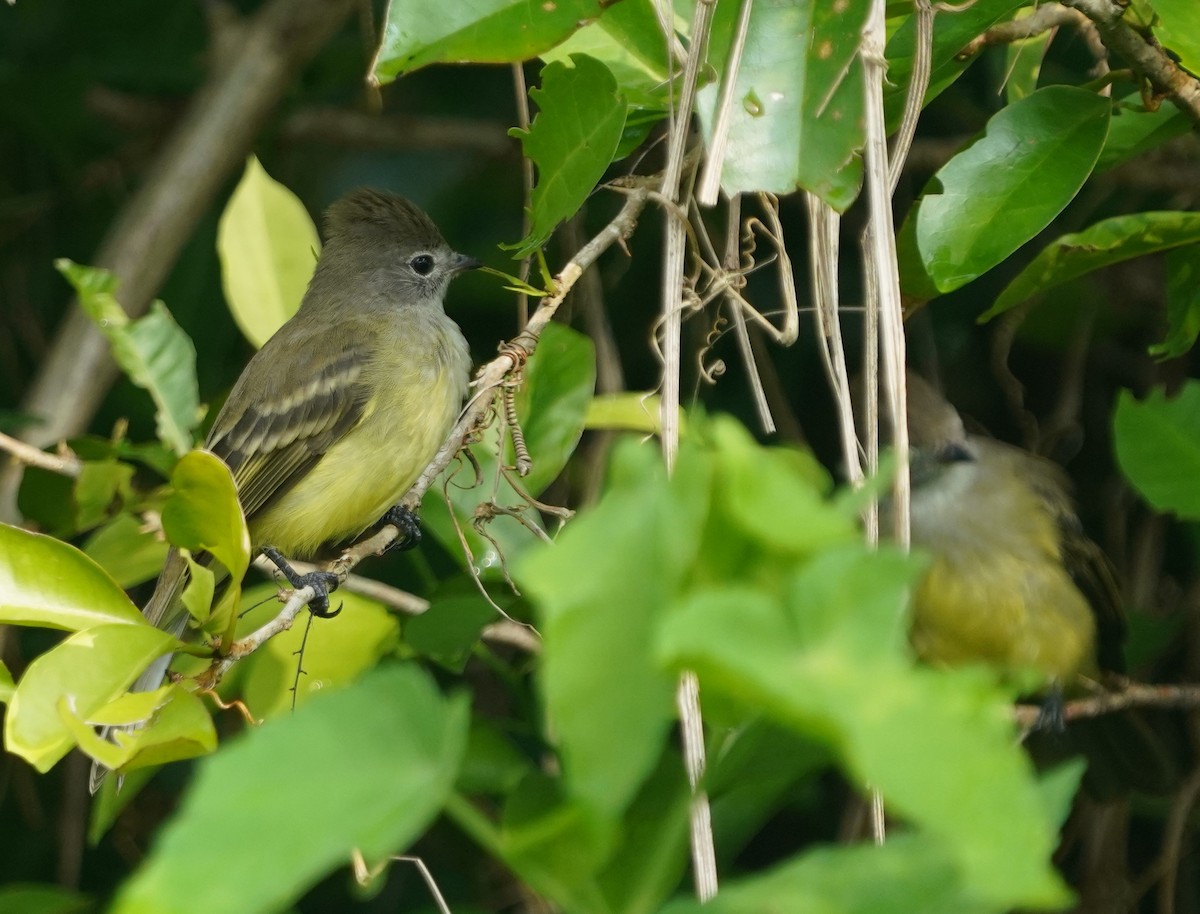 Yellow-bellied Elaenia - ML642838481