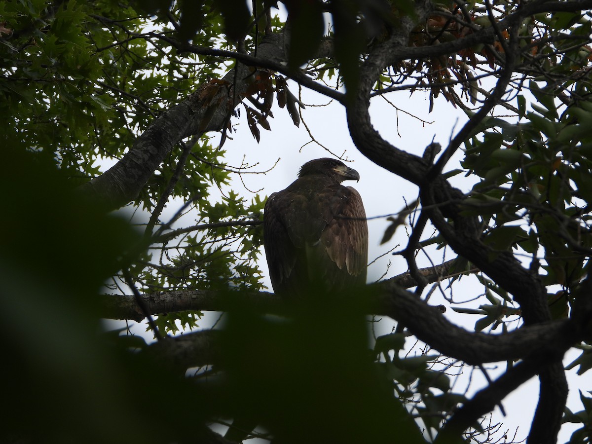 Bald Eagle - ML642838482