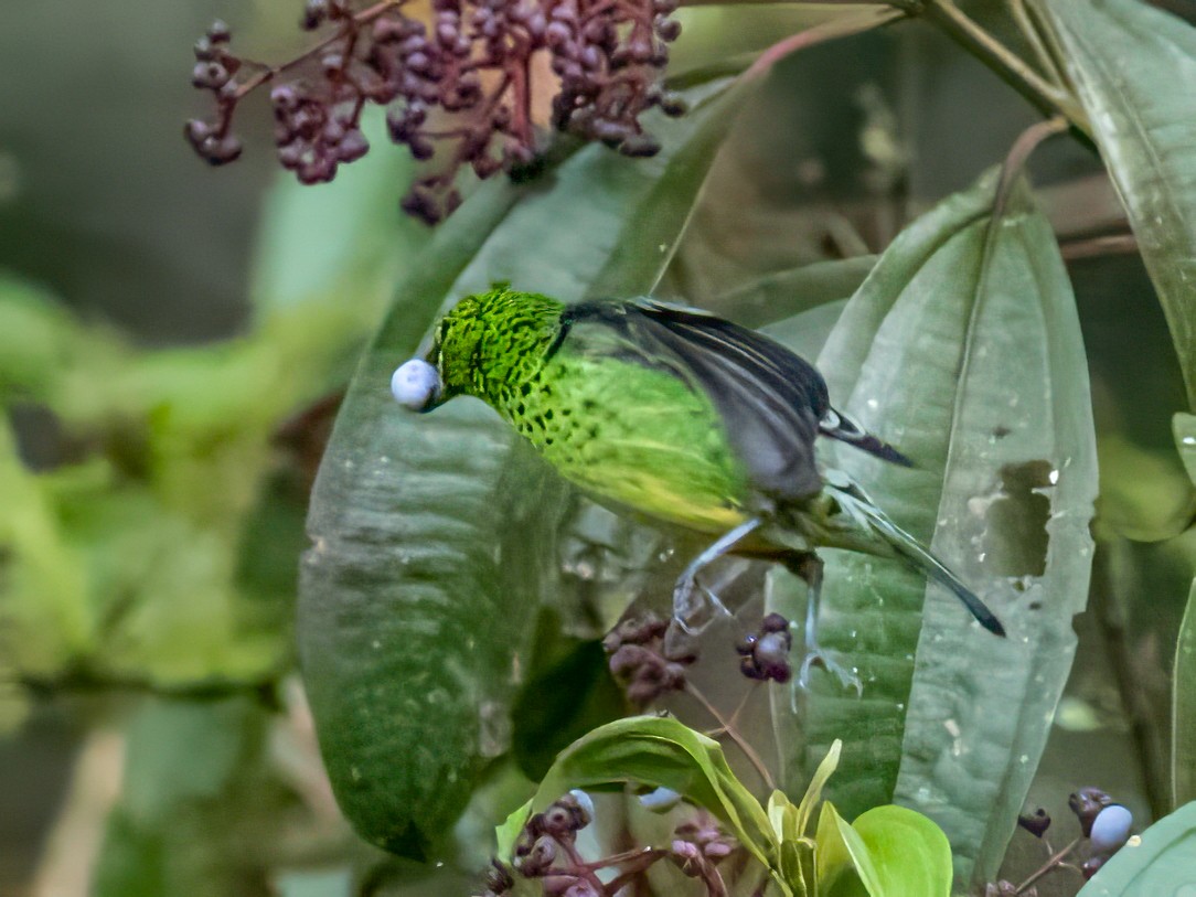 Yellow-bellied Tanager - ML642838483