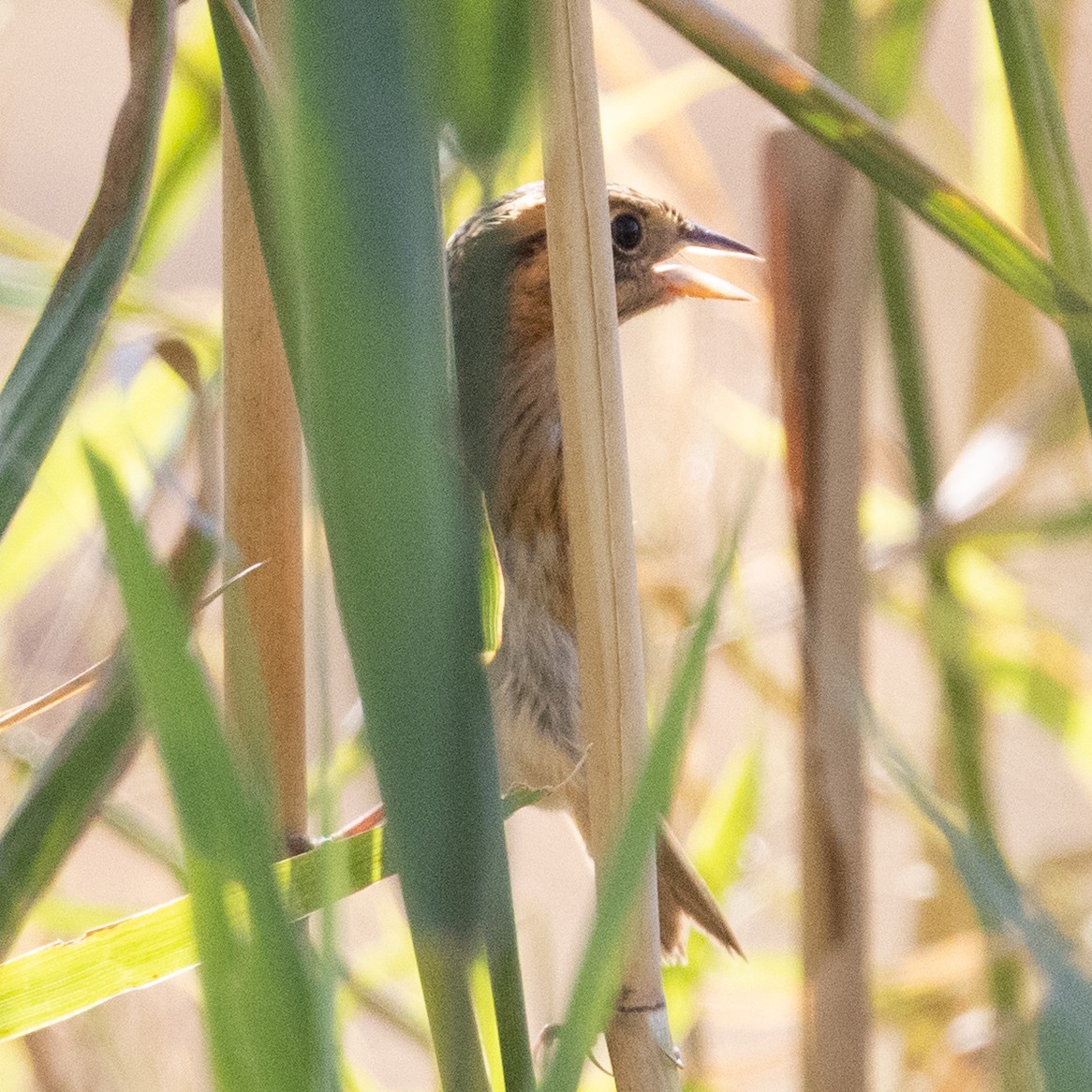 Nelson's Sparrow - ML642838485