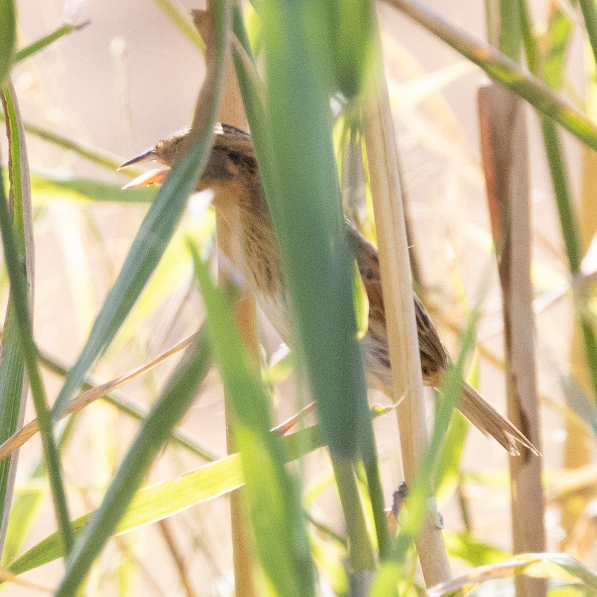 Nelson's Sparrow - ML642838486