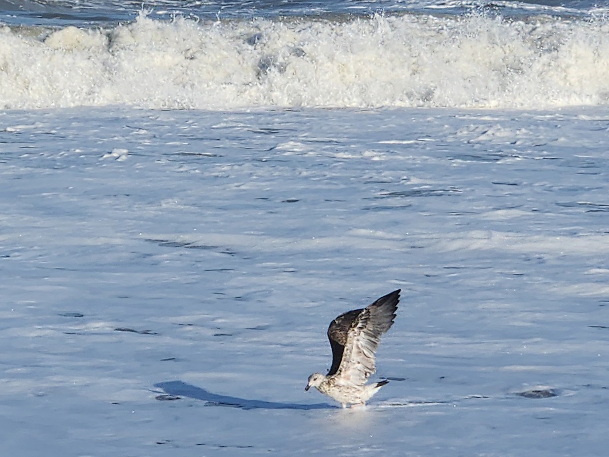 Lesser Black-backed Gull - ML642838489