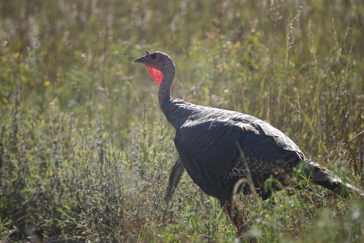 Wild Turkey - ML642838495
