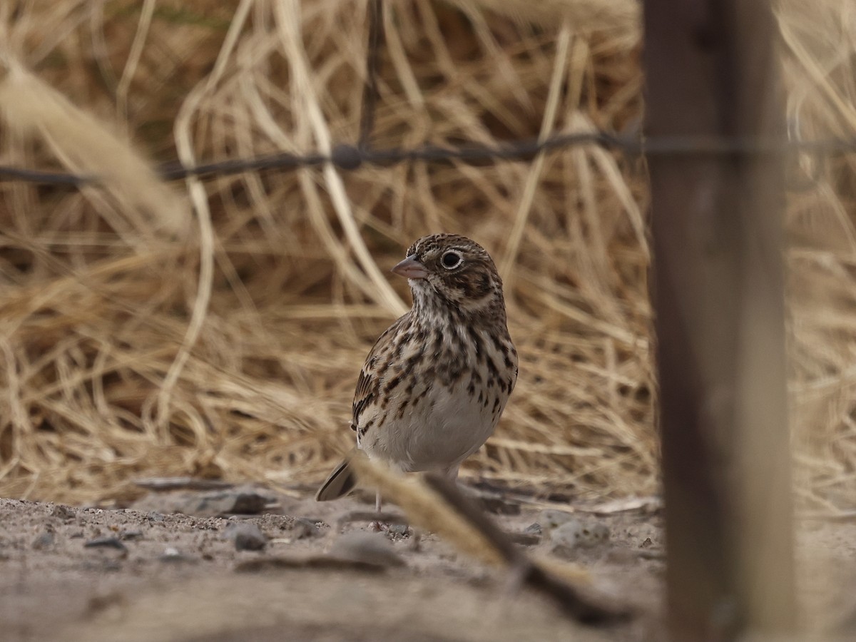 Vesper Sparrow - ML642838496