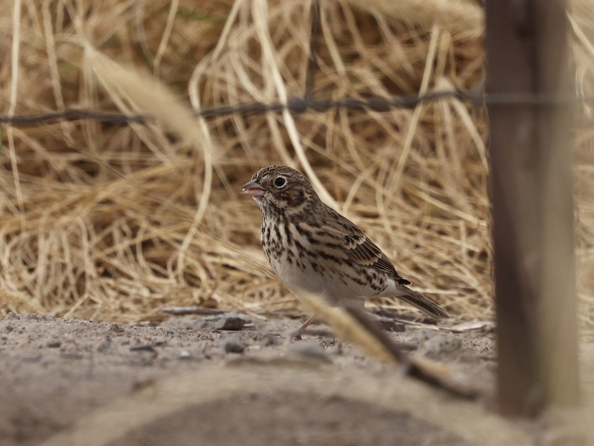 Vesper Sparrow - ML642838497