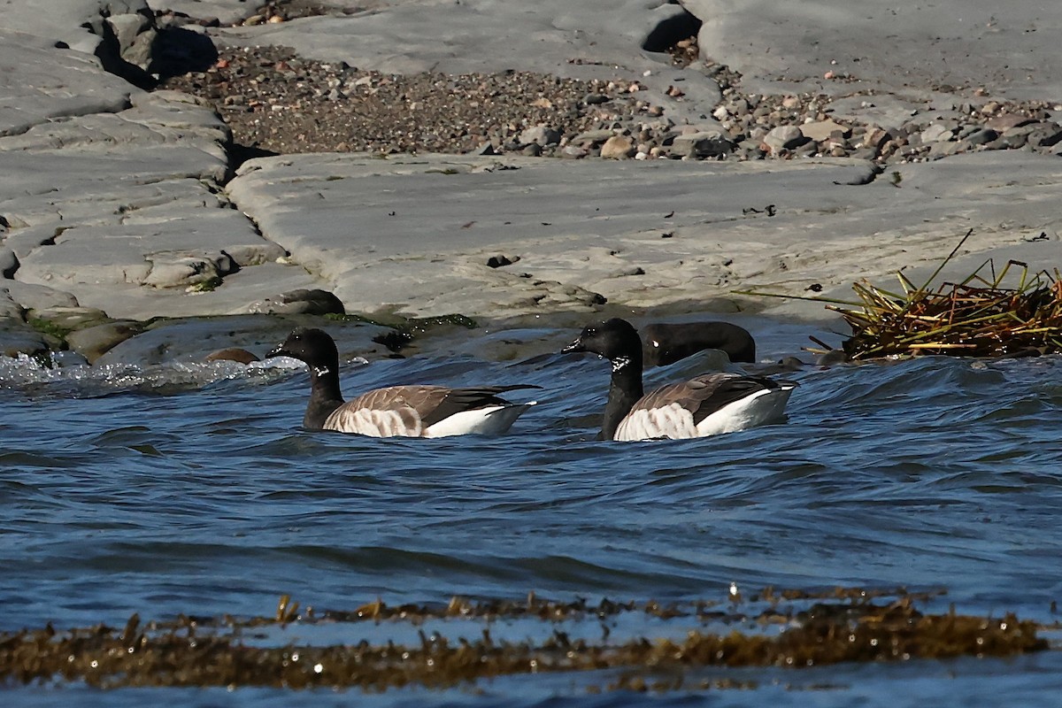 Brant - ML642838499